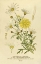 Picture of PARIS DAISY, MARGUERITE