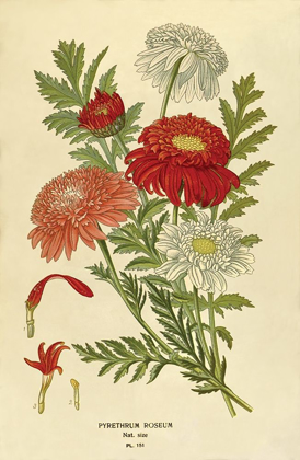 Picture of PYRETHRUM ROSEUM