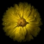 Picture of YELLOW CHRYSANTHEMUM