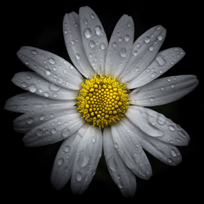 Picture of DAISY WITH WATER DROPLETS