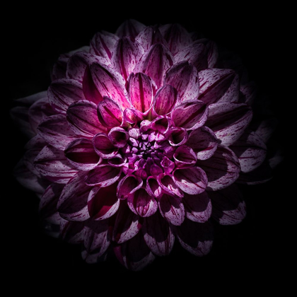 Picture of PURPLE DAHLIA