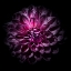 Picture of PURPLE DAHLIA