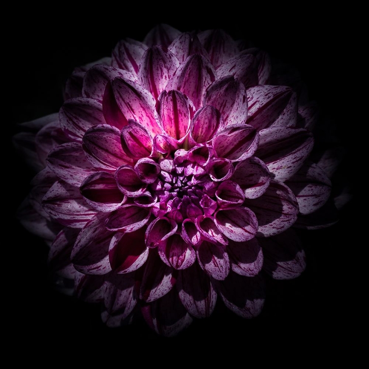 Picture of PURPLE DAHLIA