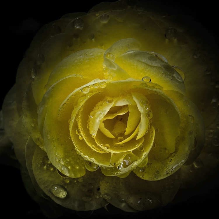 Picture of YELLOW ROSE WITH WATER DROPLETS