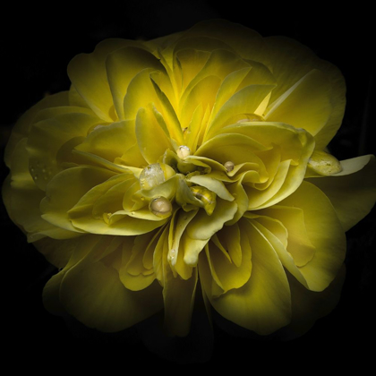 Picture of GOLDEN YELLOW PETALS