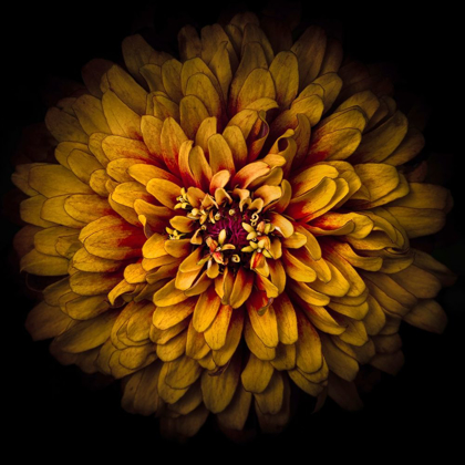 Picture of ORANGE CHRYSANTHEMUM