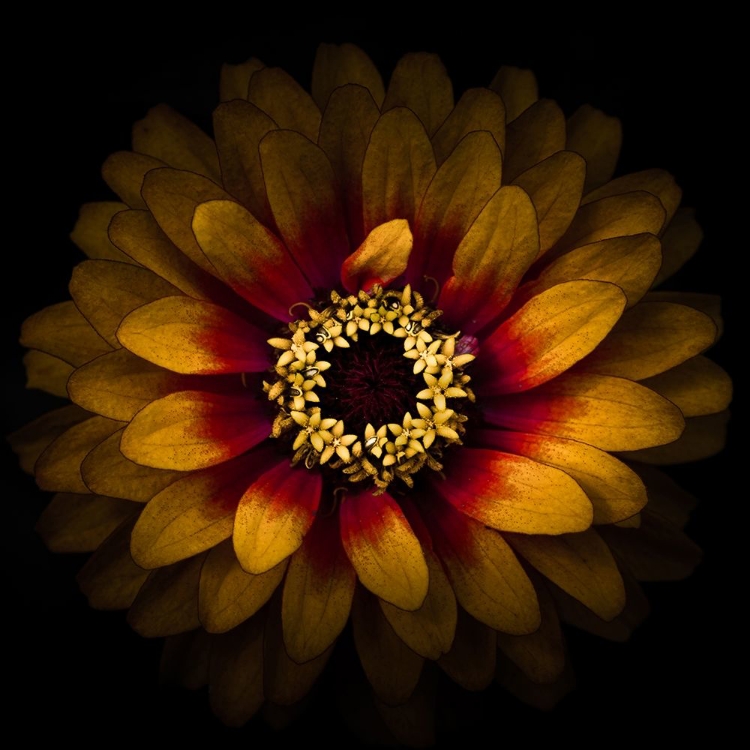 Picture of YELLOW RED CHRYSANTHEMUM