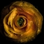 Picture of GOLDEN YELLOW ROSE