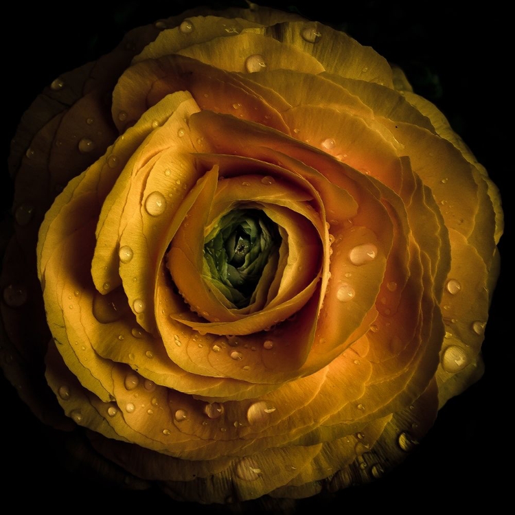 Picture of GOLDEN YELLOW ROSE