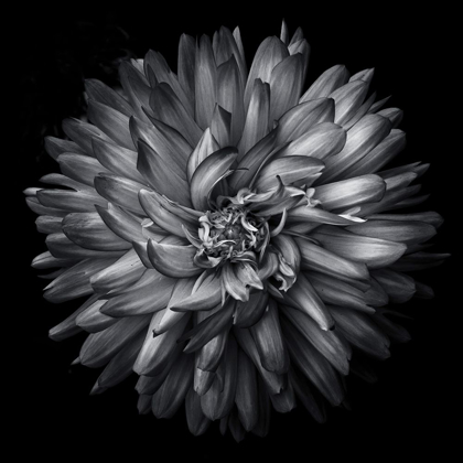 Picture of BLACK AND WHITE PETALS