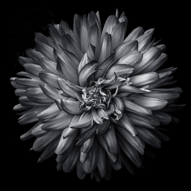 Picture of BLACK AND WHITE PETALS