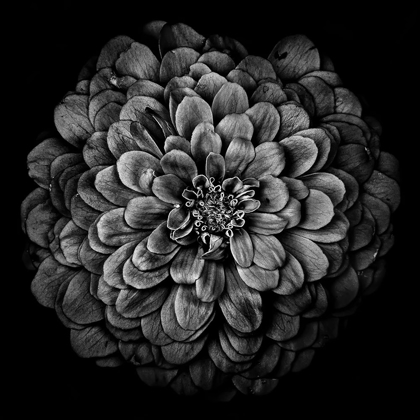 Picture of BLACK AND WHITE CHRYSANTHEMUM