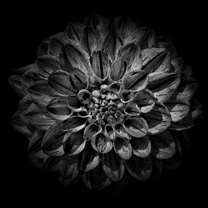 Picture of BLACK AND WHITE DAHLIA 