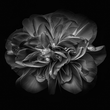 Picture of BLACK AND WHITE PETALS II