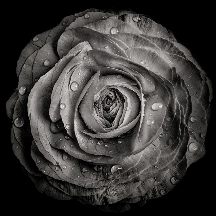Picture of BLACK AND WHITE ROSE