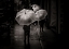 Picture of JUST WALKING IN THE RAIN