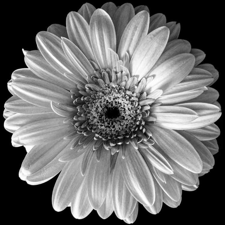 Picture of BLACK AND WHITE GERBERA