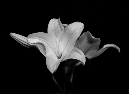 Picture of WHITE LILY