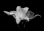 Picture of WHITE LILY