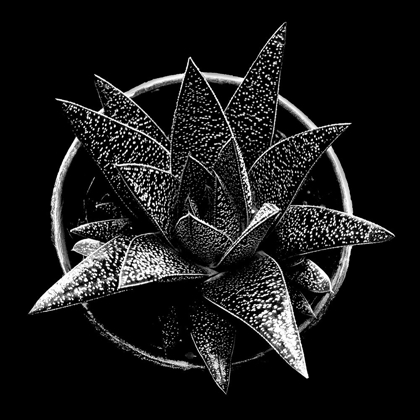 Picture of BLACK AND WHITE SUCCULENT 