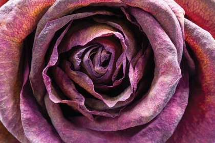 Picture of PURPLE ROSE