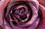 Picture of PURPLE ROSE