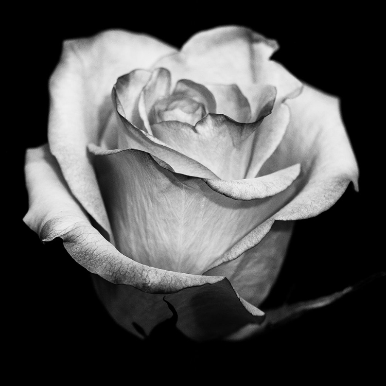 Picture of BLACK AND WHITE ROSE