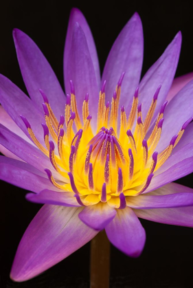 Picture of VIOLET LOTUS