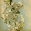 Picture of SPRING BLOOM