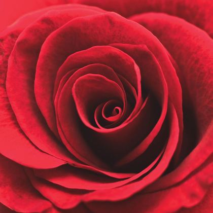 Picture of RED ROSEBUD 