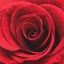 Picture of RED ROSEBUD 
