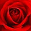 Picture of SCARLET ROSE