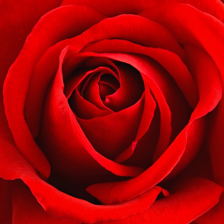 Picture of SCARLET ROSE