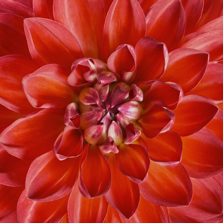 Picture of RED DAHLIA