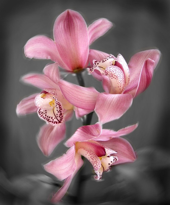 Picture of CYMBIDIUM ORCHID BRIGHT PINK