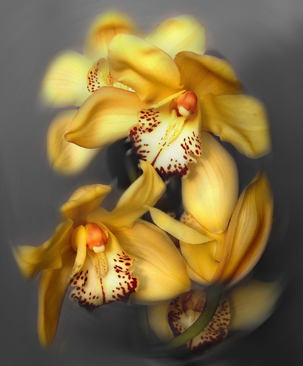 Picture of CYMBIDIUM ORCHID YELLOW