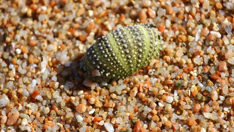 Picture of GREEN SEASHELL ON THE SHORE