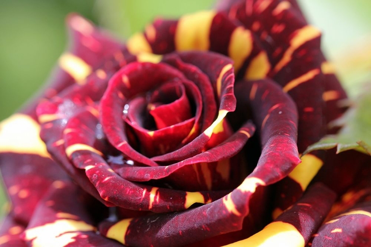 Picture of CHARMING RED AND YELLOW ROSE