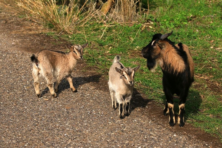 Picture of THREE GOATS ON A COUNTRY ROAD