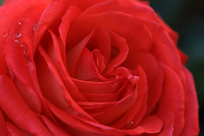 Picture of ENCHANTING RED ROSE DETAIL