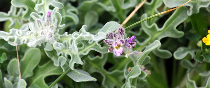 Picture of VELVETY SMOOTH PURPLE FLOWER AND GREEN LEAVES I 