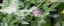Picture of VELVETY SMOOTH PURPLE FLOWER AND GREEN LEAVES I 