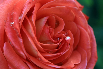 Picture of STUNNING RED ROSE WITH DEW DROPS
