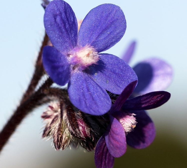 Picture of IMPRESSIVE PURPLE WILD FLOWER