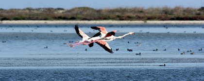 Picture of SALT LAKE WITH FLYING FLAMINGOS COUPLE 