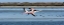 Picture of SALT LAKE WITH FLYING FLAMINGOS COUPLE 