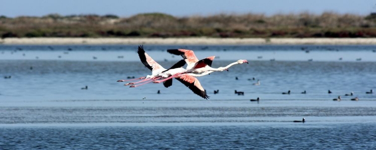 Picture of SALT LAKE WITH FLYING FLAMINGOS COUPLE 