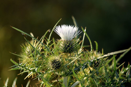 Picture of WILD WHITE THORNY THISTLE FLOWER