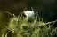 Picture of WILD WHITE THORNY THISTLE FLOWER