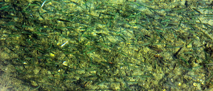 Picture of FISHES MULTITUDE IN GREEN WATER